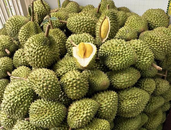 Quy trình xử lý vàng O tại kho/xưởng thu mua, đóng gói và chế biến